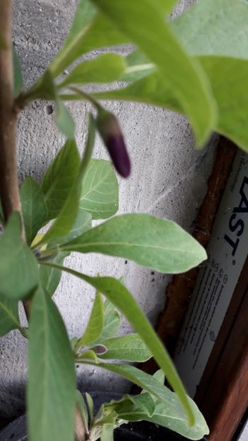  - Acnistus australis mov