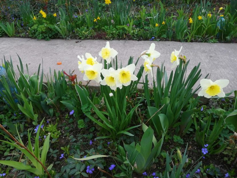  - Narcise 2020