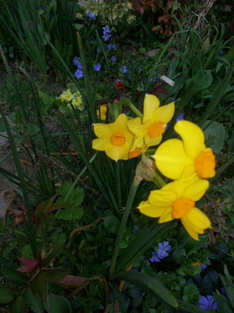 Red Devon - Narcise 2020