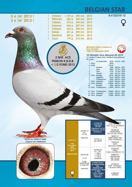 belgian-star - BE 2019 2143937 Yvan Star