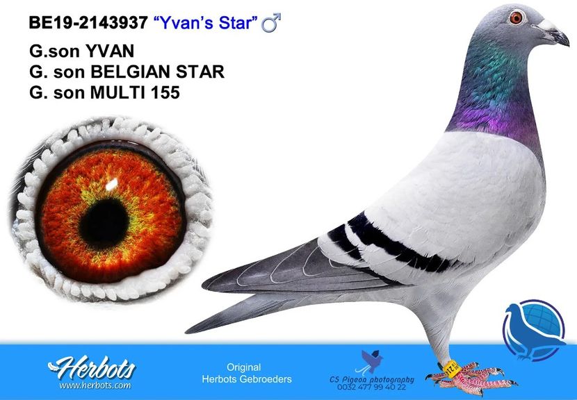 Yvan's Star - BE 2019 2143937 Yvan Star