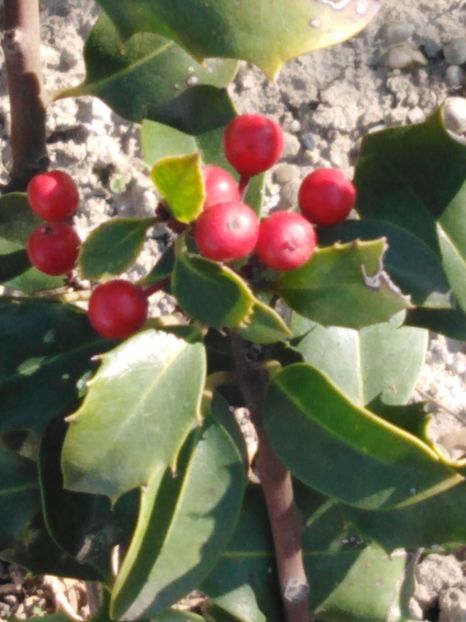 ilex - dragostea  de natura