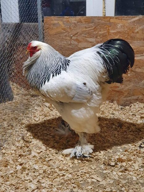 Romania - Manu Iancovici - BRAHMA CLUB ROMANIA Facebook