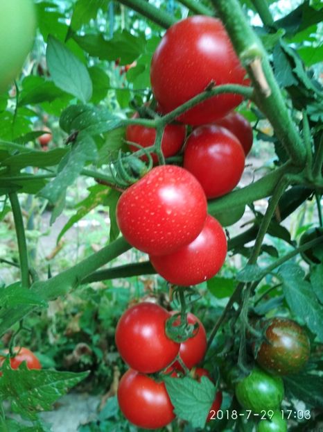 TARASENKO ANIVERSARY (4) - TARASHENKO ANIVERSARY