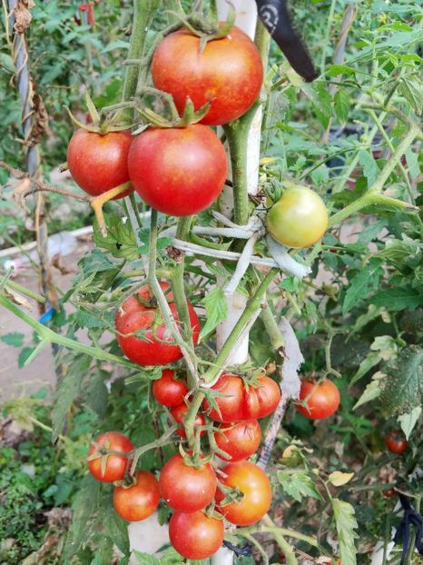 TARASHENKO ANIVERSARY (5) - TARASHENKO ANIVERSARY