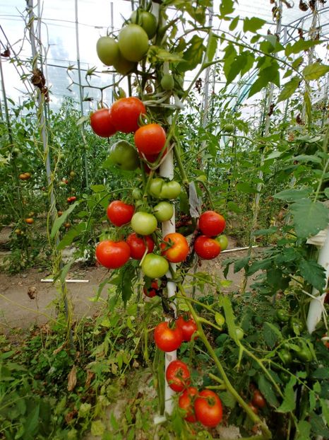 TARAȘENKO ANIVERSARY (1) - TARASHENKO ANIVERSARY