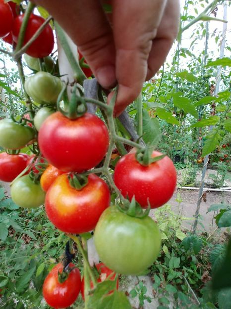 TARAȘENKO ANIVERSARY (3) - TARASHENKO ANIVERSARY