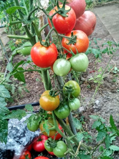 ENIGMA RED (9) - ENIGMA RED