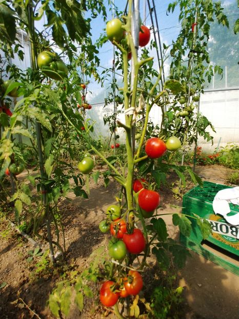 ENIGMA RED (14) - ENIGMA RED