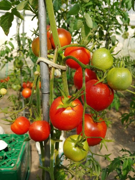 ENIGMA RED (16) - ENIGMA RED