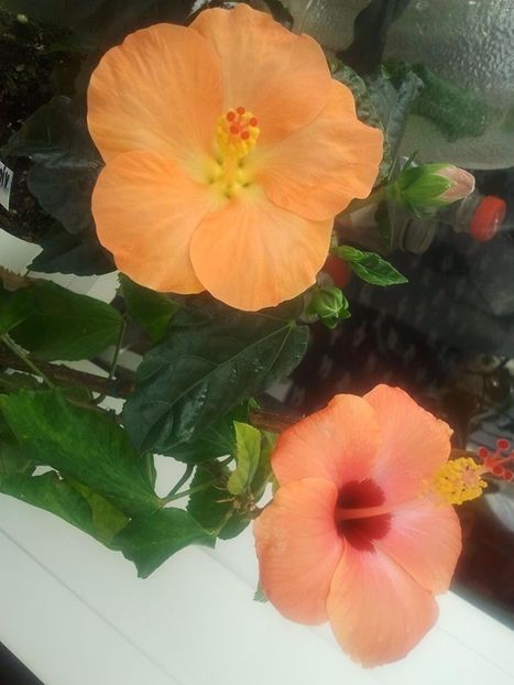 17359297_1395496793803807_4095045276570288574_o - HIBISCUSI 1-2020