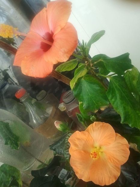 17359136_1395496723803814_5973307023147041286_o - HIBISCUSI 1-2020