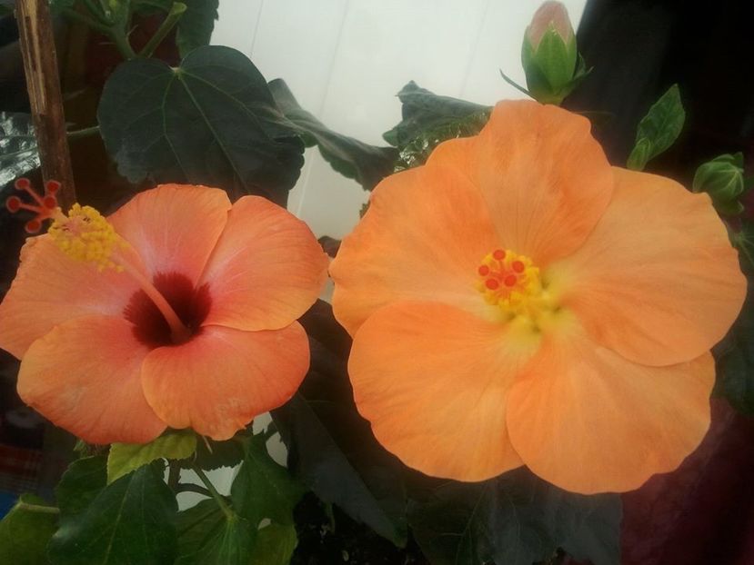 17358905_1395496617137158_8905155467048108224_o - HIBISCUSI 1-2020