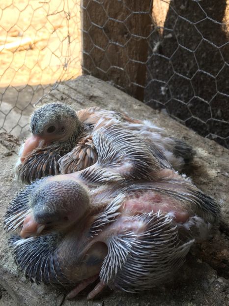 Pui 2020 - Porumbei cauchois 2o2o-2022