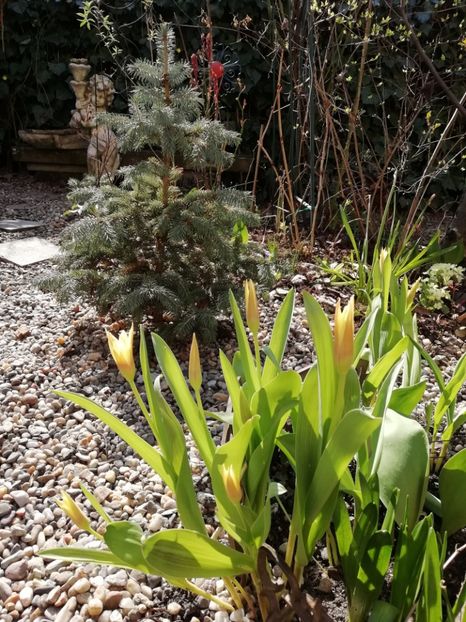 19.03.2020 - Grădina 2020