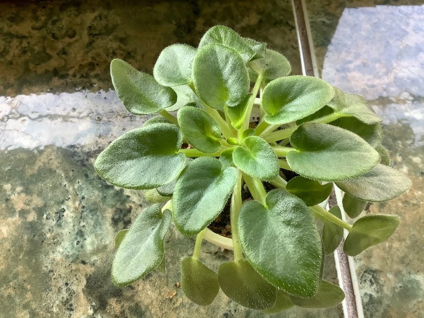  - Senk s Alchemy Antique Bells