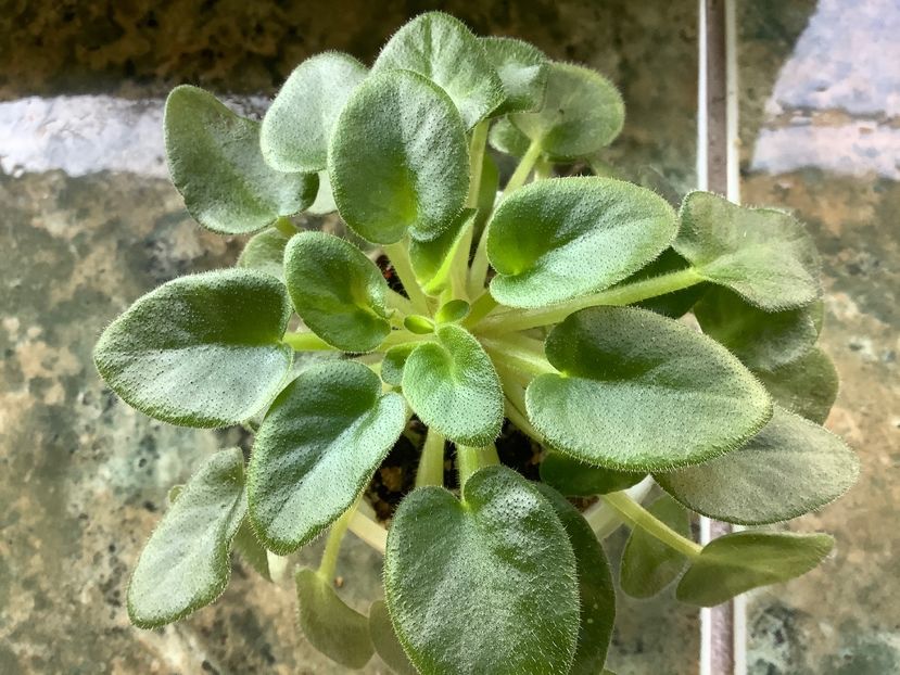  - Senk s Alchemy Antique Bells