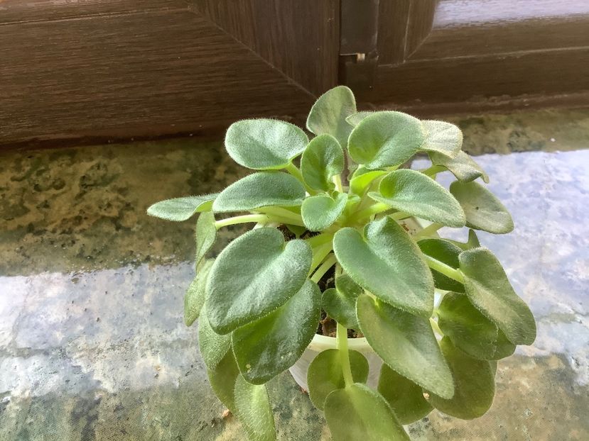  - Senk s Alchemy Antique Bells