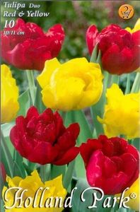 duo-double-redyellow - BULBI DE FLORI-achizitii