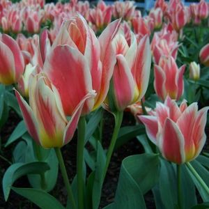 tulipa_quebec - BULBI DE FLORI-achizitii