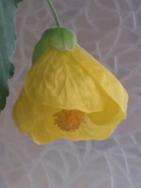 Abutilon  galben  (19-03-2020) - Abutiloni 2020