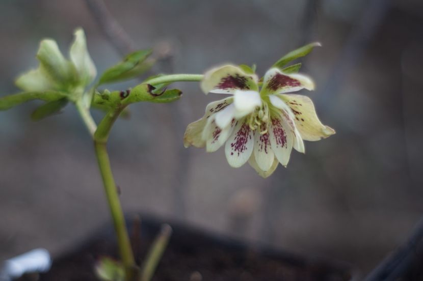 Anthesis - Martie 2019- Martie 2020