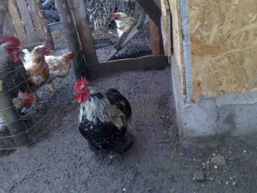 cocos de vinzare - Achizitii 2018-2019-2020-2021
