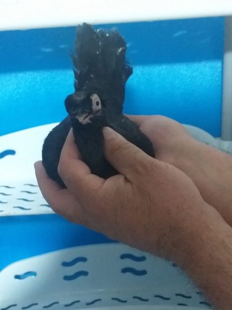 IMG-20200319-WA0017 - Carac jucatori de balti