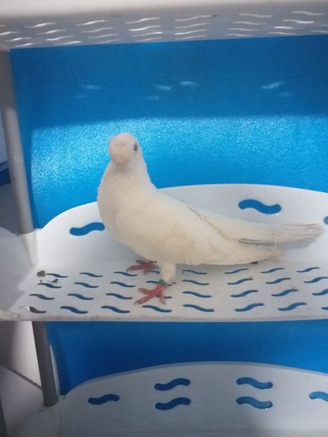 IMG-20200319-WA0012 - Carac jucatori de balti