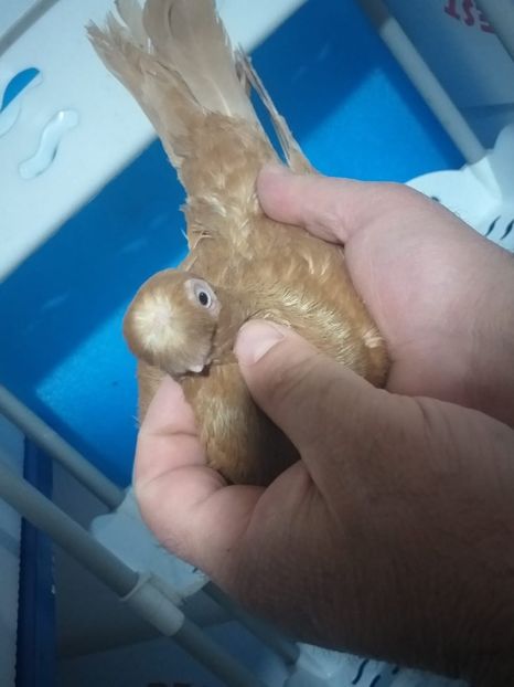 IMG-20200319-WA0001 - Carac jucatori de balti