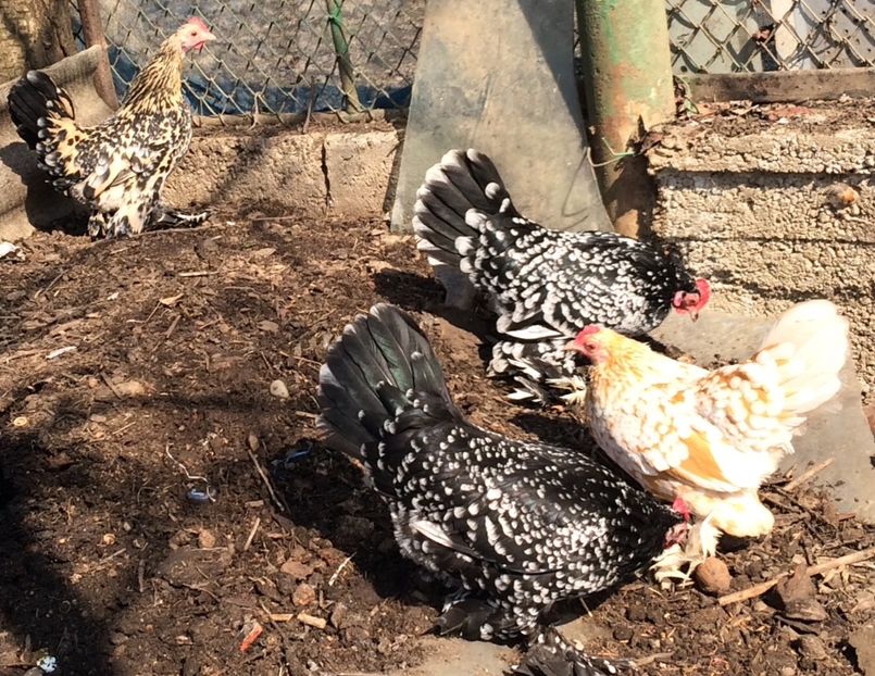  - E - Mii de flori 2020