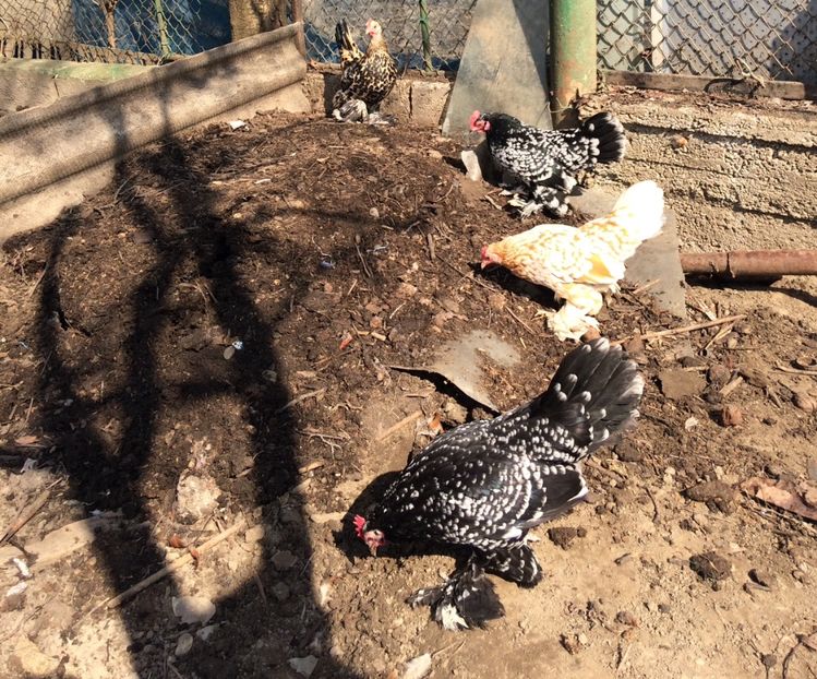  - E - Mii de flori 2020