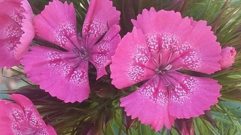  - - O - Fotografii x