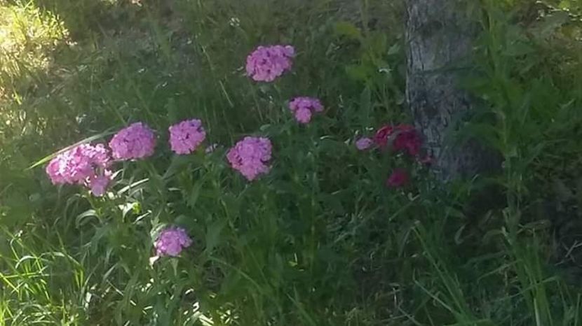  - - O - Fotografii x