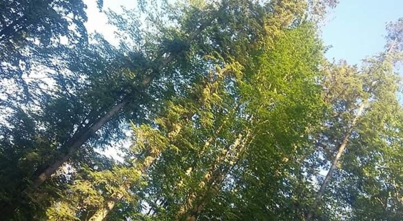  - - O - Fotografii x