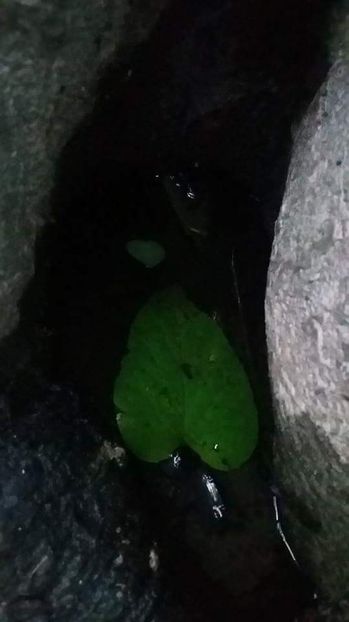  - - O - Fotografii x