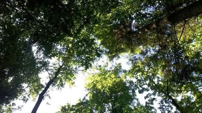  - - O - Fotografii x