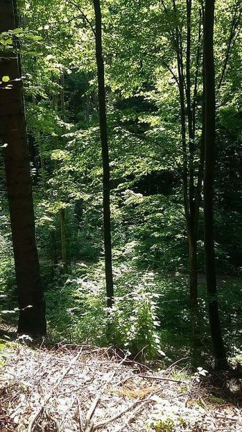  - - O - Fotografii x