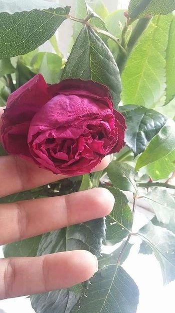  - - O - Fotografii x