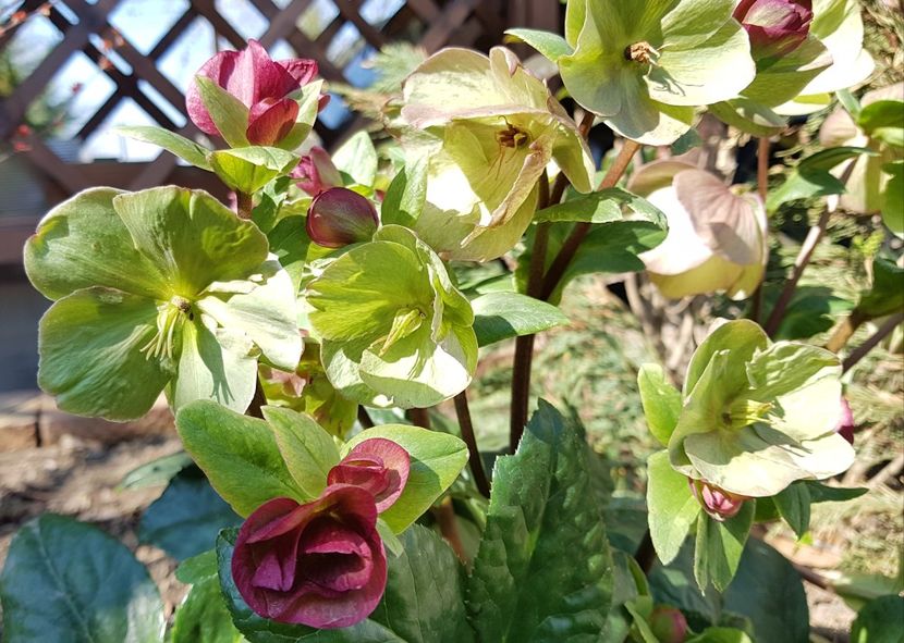 Helleborus Rosetta - 2020 Martie