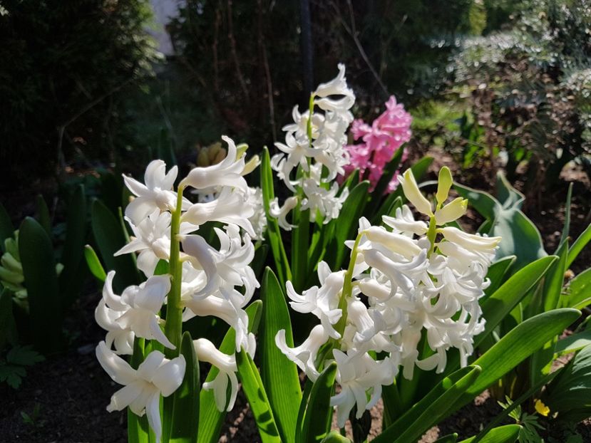 White pearl si Fondant - 2020 Zambile