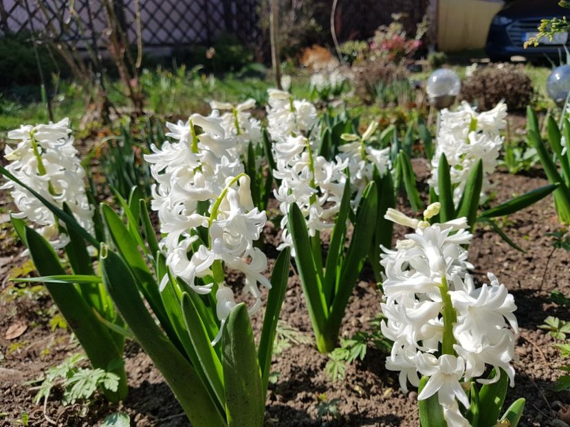 White pearl - 2020 Martie