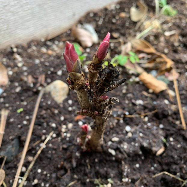 Tree peony Dao Jin - Jurnalul gradinii 2020