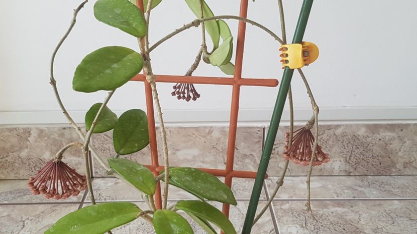 Hoya mea cea cheala infloreste din nou - Hoya