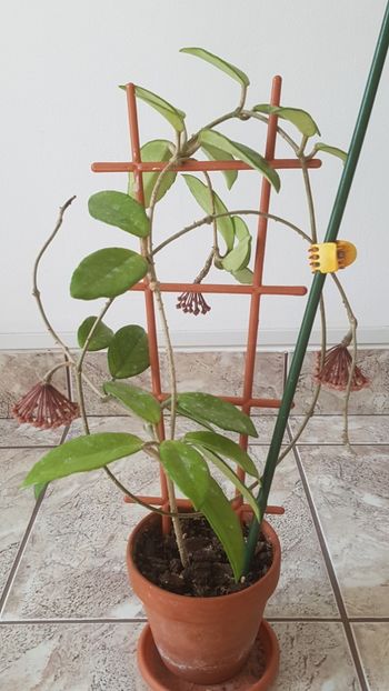 Hoya mea cea cheala infloreste din nou - Hoya