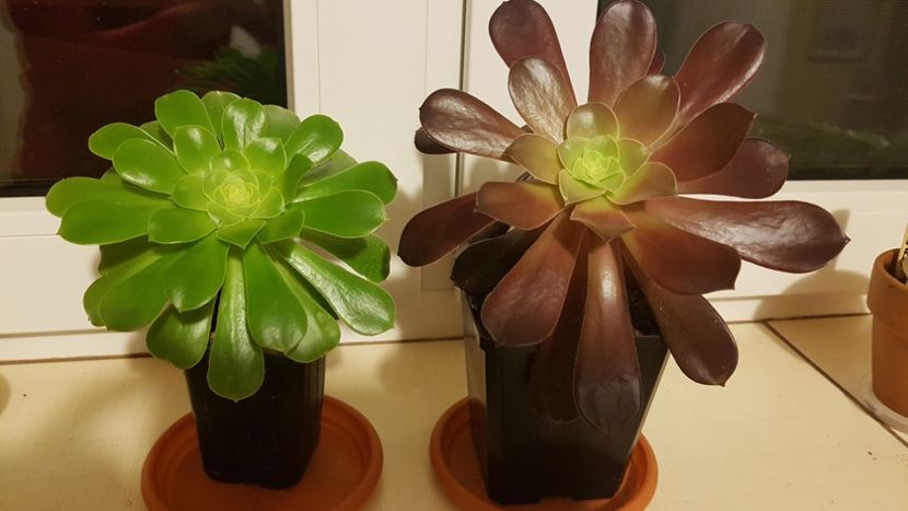 Tandem - Aeonium