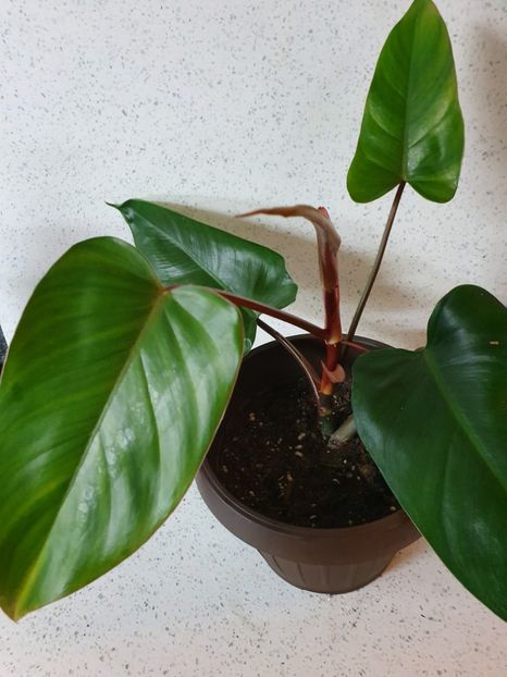 19.03.20 - Philodendron RED EMERALD