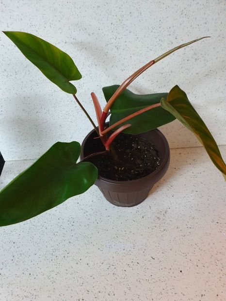 19.03.20 - Philodendron RED EMERALD
