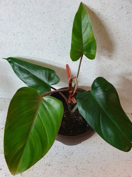 19.03.20 - Philodendron RED EMERALD