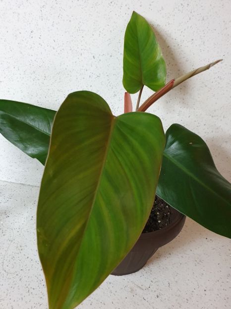 19.03.20 - Philodendron RED EMERALD